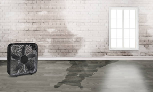 Best Water damage cleanup near me  in Narberth, PA